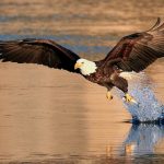 Bald_Eagle